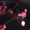 桜3