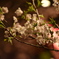 桜5