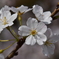 桜8