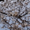 桜9