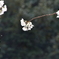 桜10