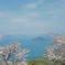 瀬戸内の海と桜