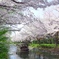 屋形船、桜並木を往く