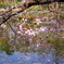 花の命は短くて苦しきことのみ多かりき