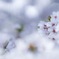 whiteout