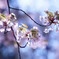 葉桜