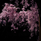 今年最後の桜