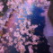 目黒川の桜-1