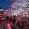目黒川の桜-2