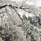 コトシダレ桜