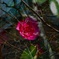 Attempt on multiple exposure