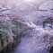 目黒川の桜