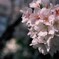満開の桜はキレイですね。