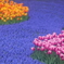 花便り　- ムスカリ河の畔に咲く -