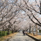 桜のトンネルの下で(^^)/