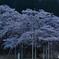 薄墨桜