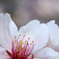 一輪桜