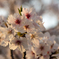 夕桜　#003