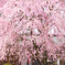 桜とお地蔵さん