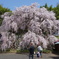 しだれ桜