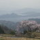 松尾の一本桜