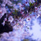 桜　2018/3/31