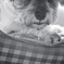 my pretty dog # 113