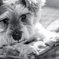 my pretty dog # 114