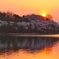 夕日と桜