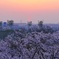マジックアワーと桜