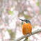 枝垂桜に翡翠