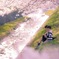 光溢れて、桜咲く