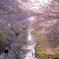 モリモリ桜