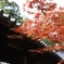 京都３　もみじ