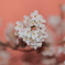 カラーシフトして撮った桜