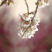 背景に包まれた桜