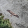 江ノ島　鳶２