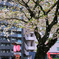 桜吹雪