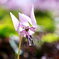 カタクリの花