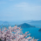 しまなみに桜舞う