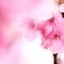 華