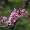 桃の花１