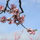 桃の花２