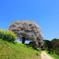 馬場の山桜