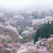 吉野滝桜