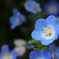 お花