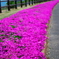 佐伯 空の展望所の芝桜