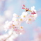 桜3