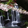 山崎川瑞穂の桜