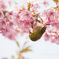 河津桜とメジロ